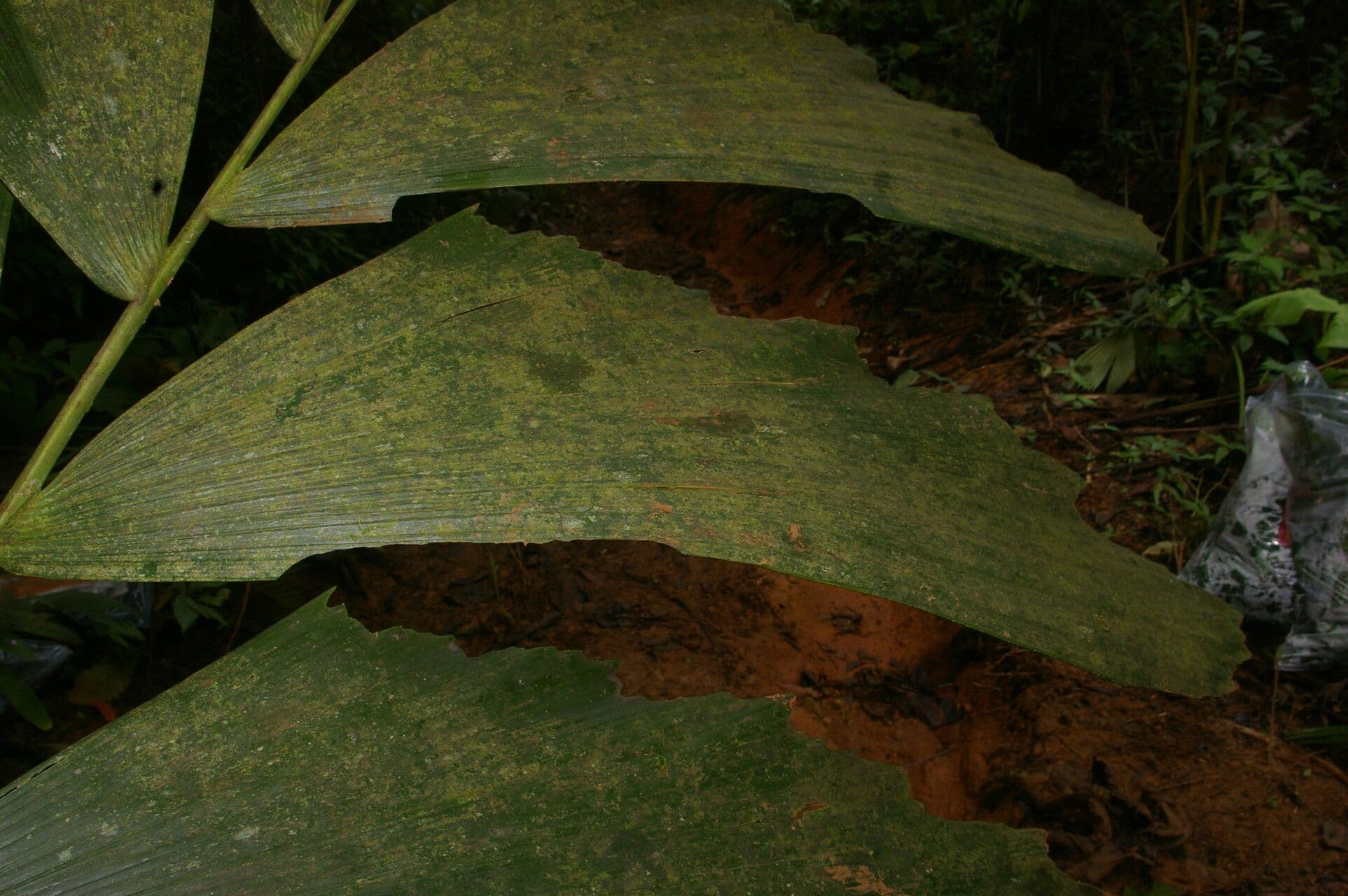 Sokratea naga 7