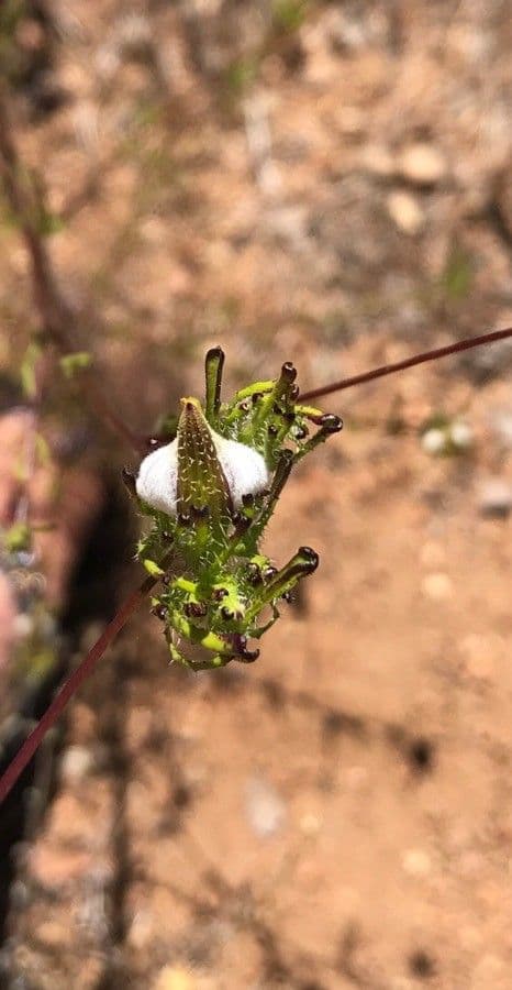 Cordylanthus rigide 6
