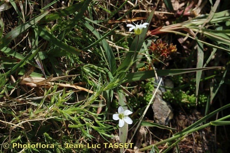 Arenaria grandiflora 24