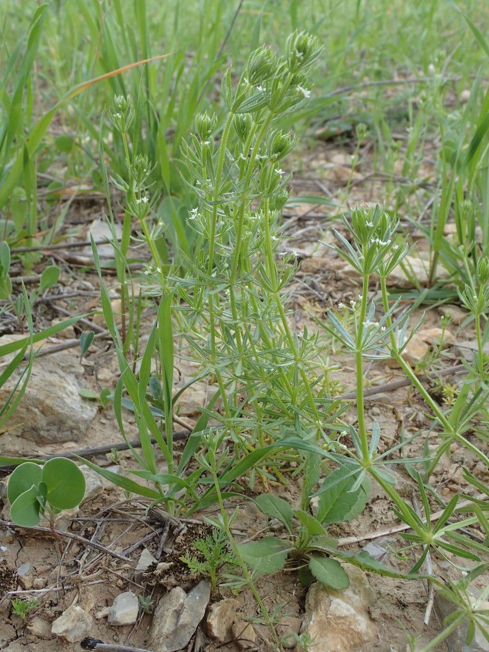 Corn-cleavers 14