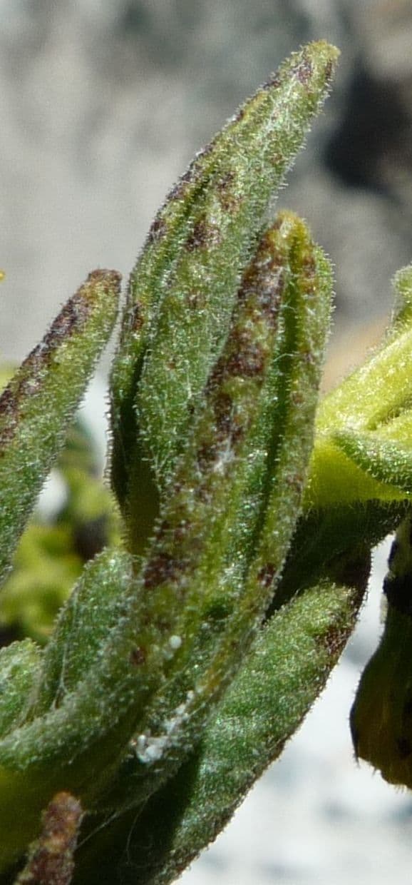 Senecio 10