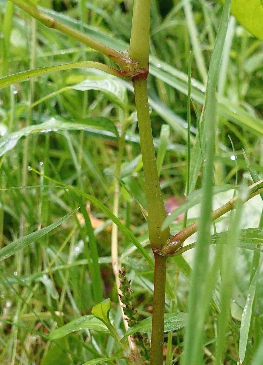 Poligono persicaria 22