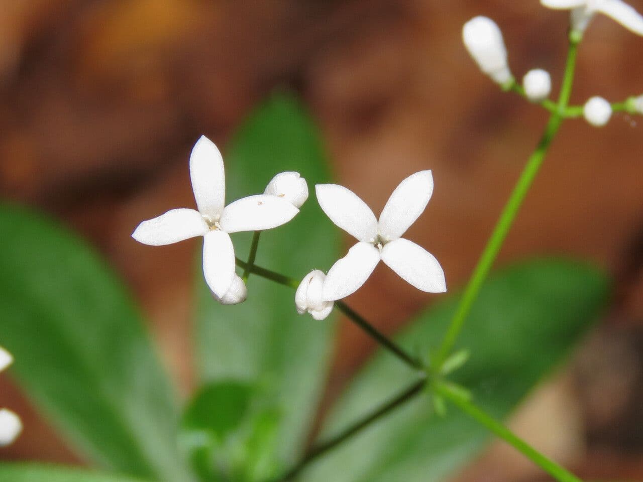 Stellina odorosa 9