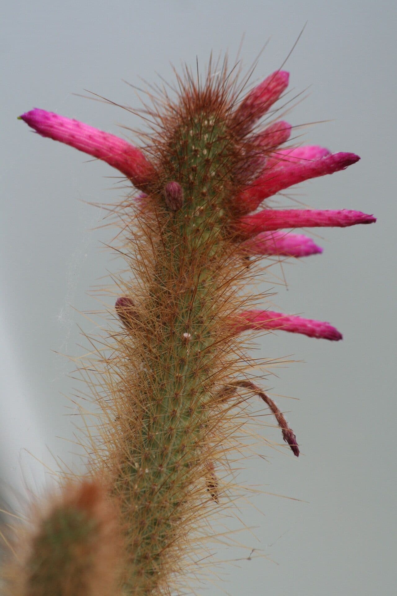 Cleistocactus 2