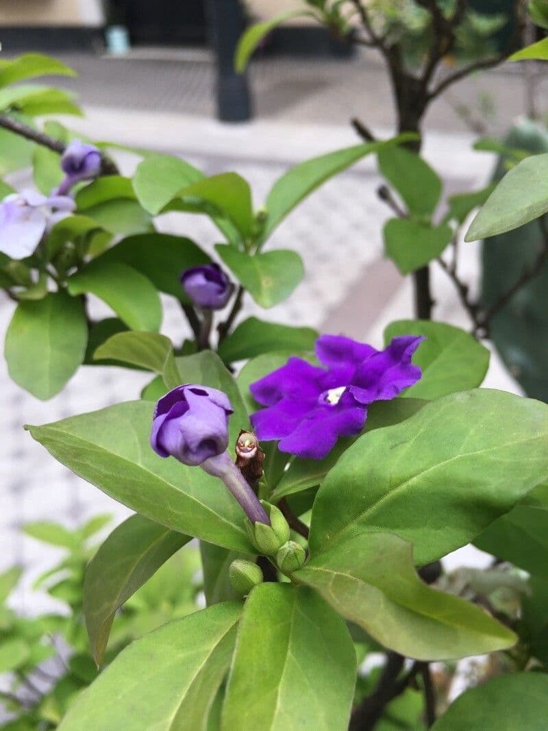 Brunfelsia australe 10