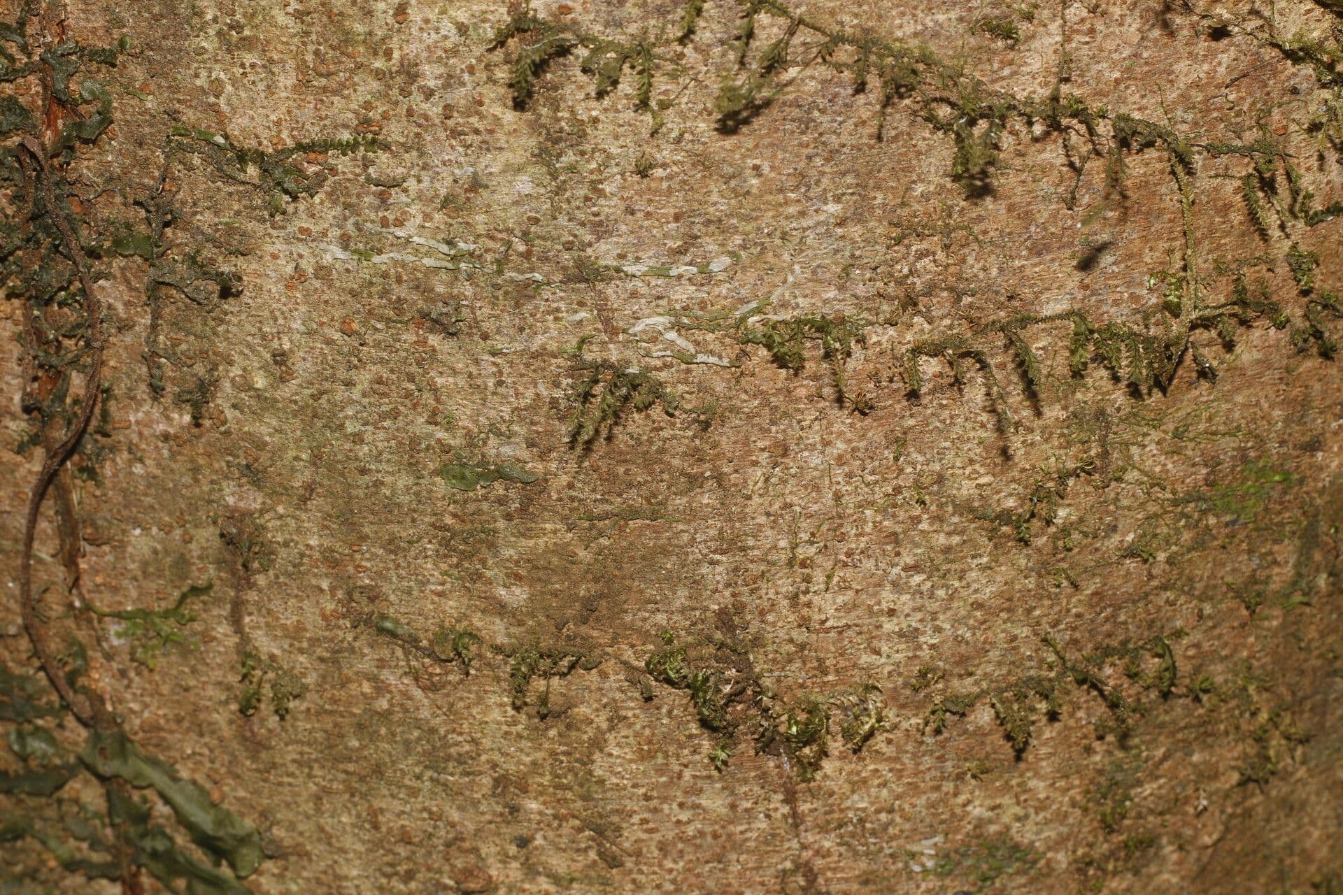 Dendropanax arboreus 9
