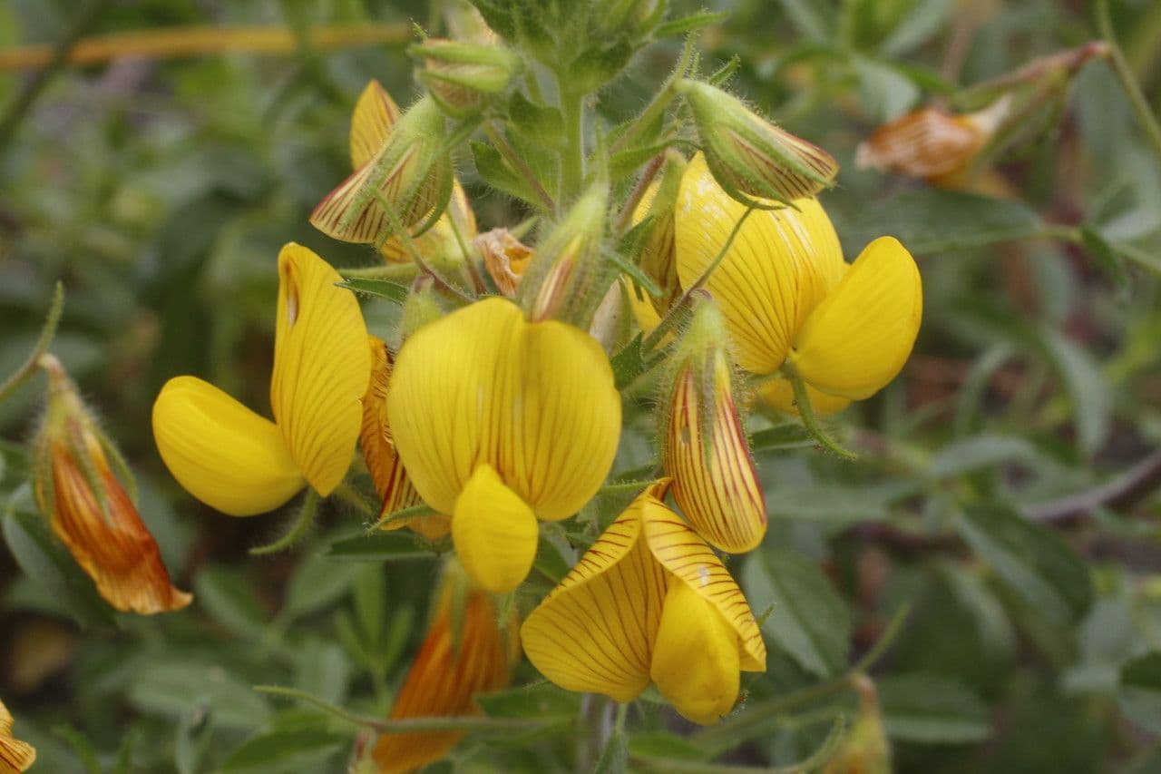 Bugrane jaune 9