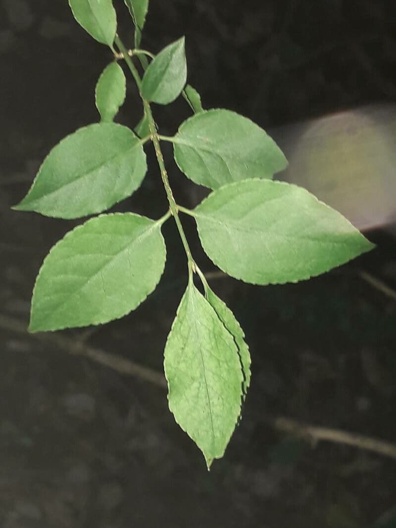 Euonymus 17