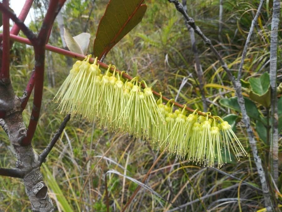 Cunonia 9