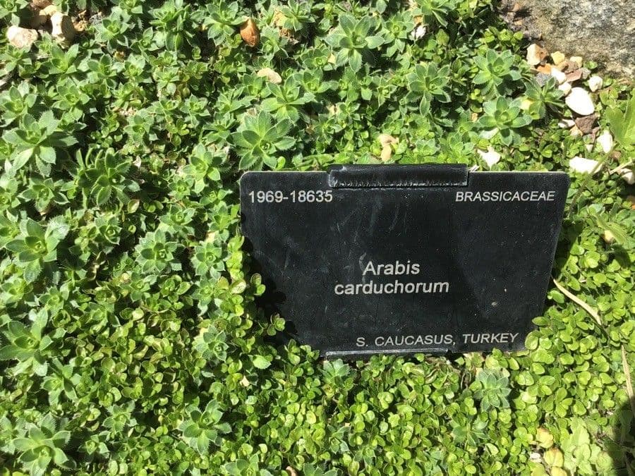Arabis 2