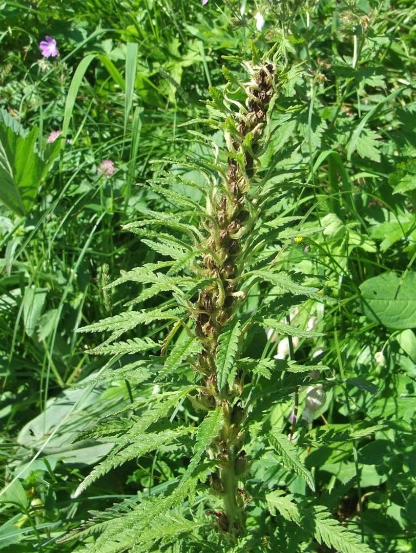 Pedicularis frondosa 15