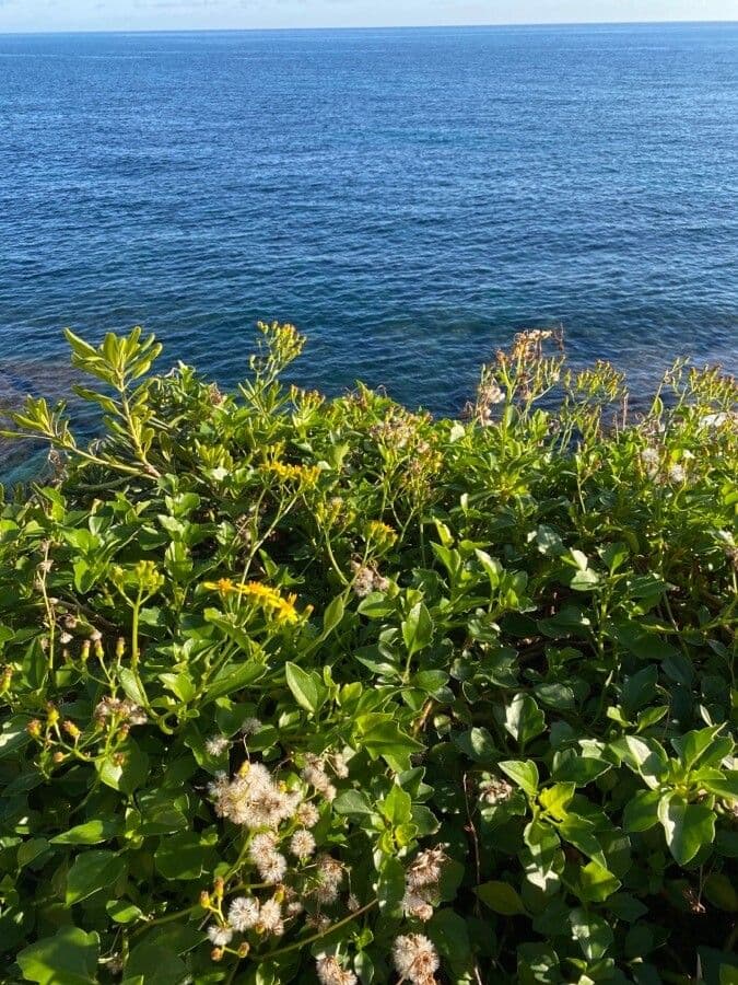 Senecio angulatus 11