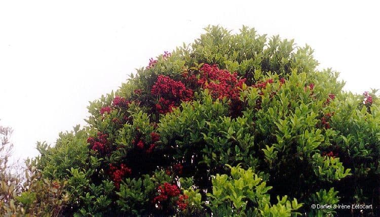 Syzygium 3