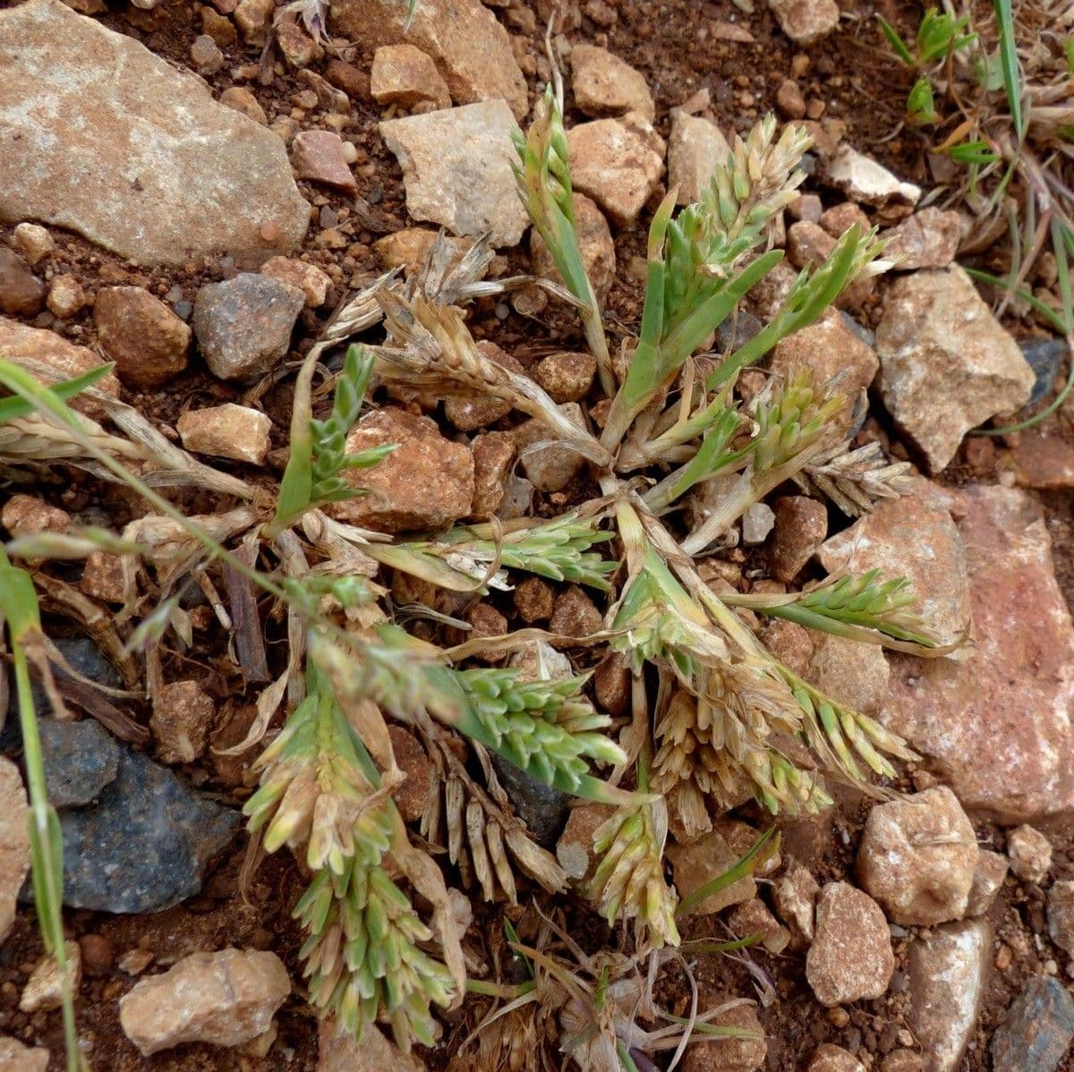Sclerochloa 12
