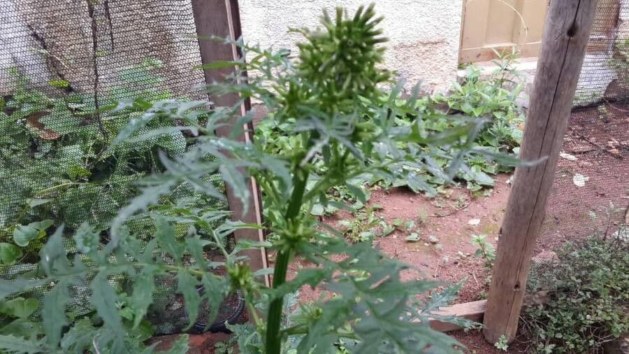 Erba bruciata valerianifolia 2