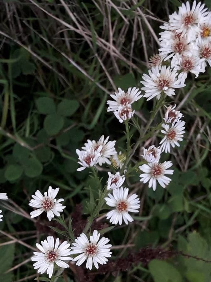 Aster solny 7
