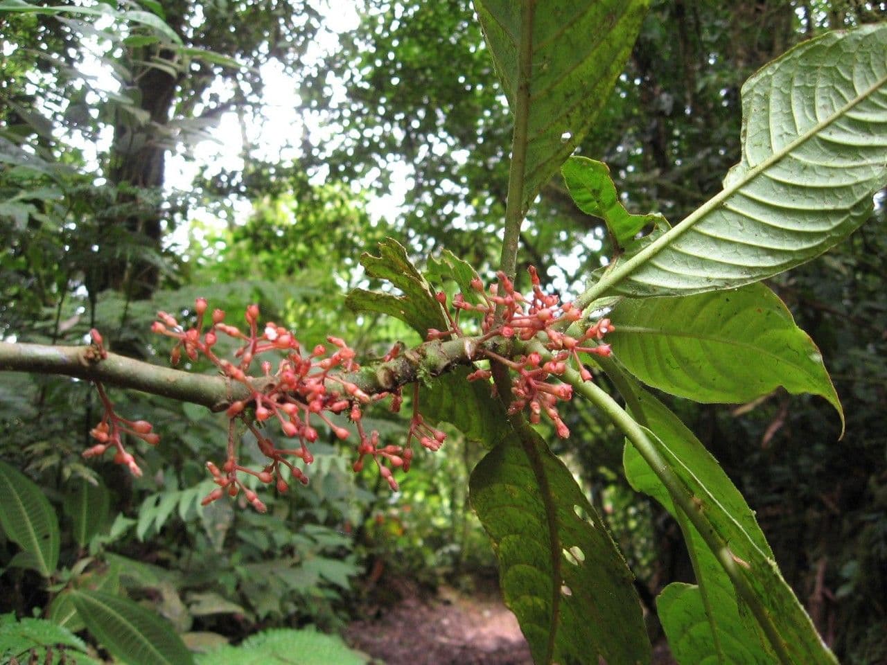 Hoffmannia