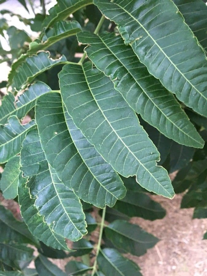 Tabernaemontana 19