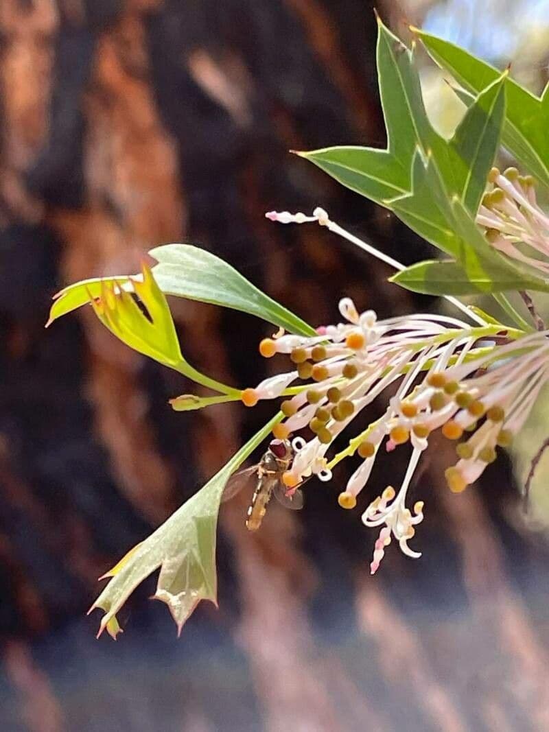 Grevillea
