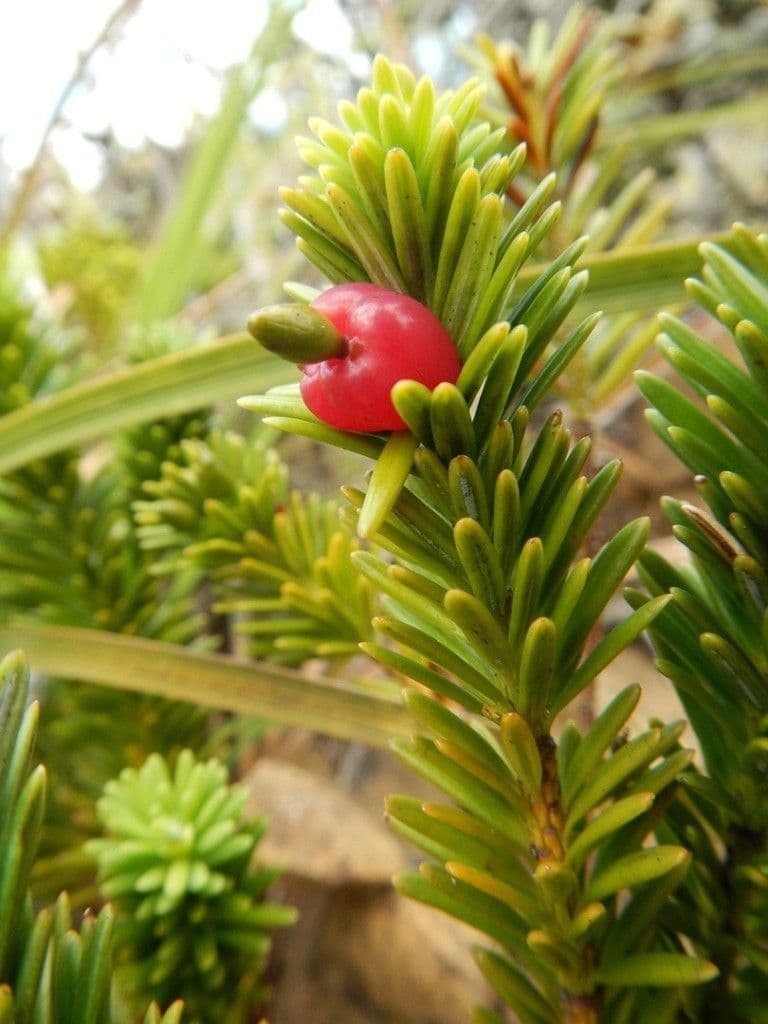 Podocarpus 2