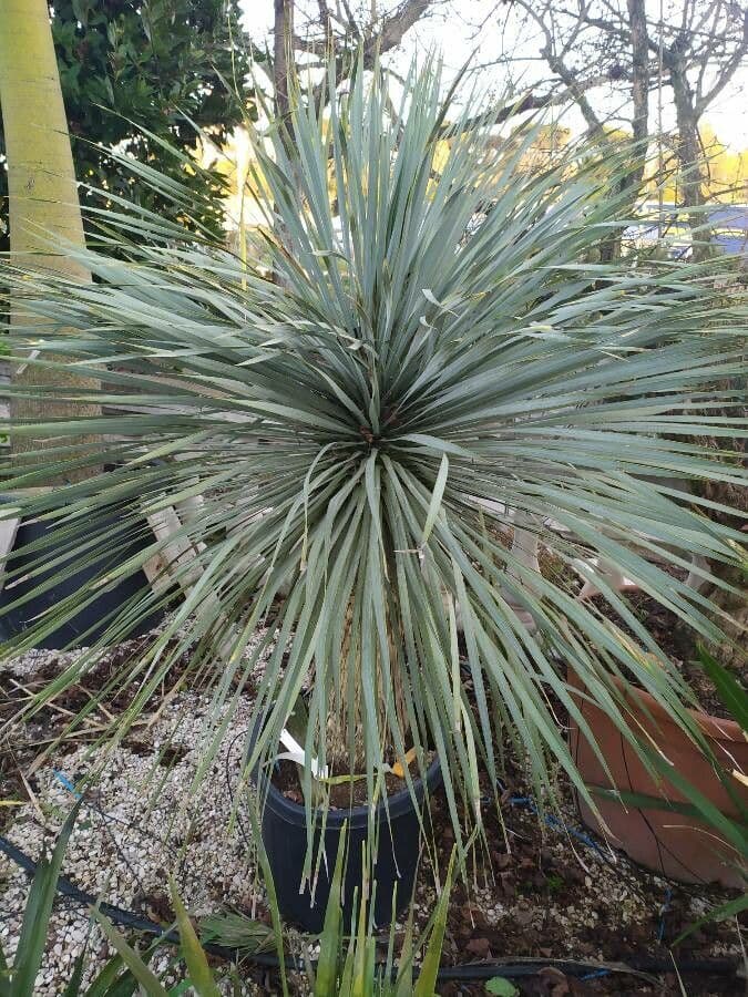 Yucca rostrata 16