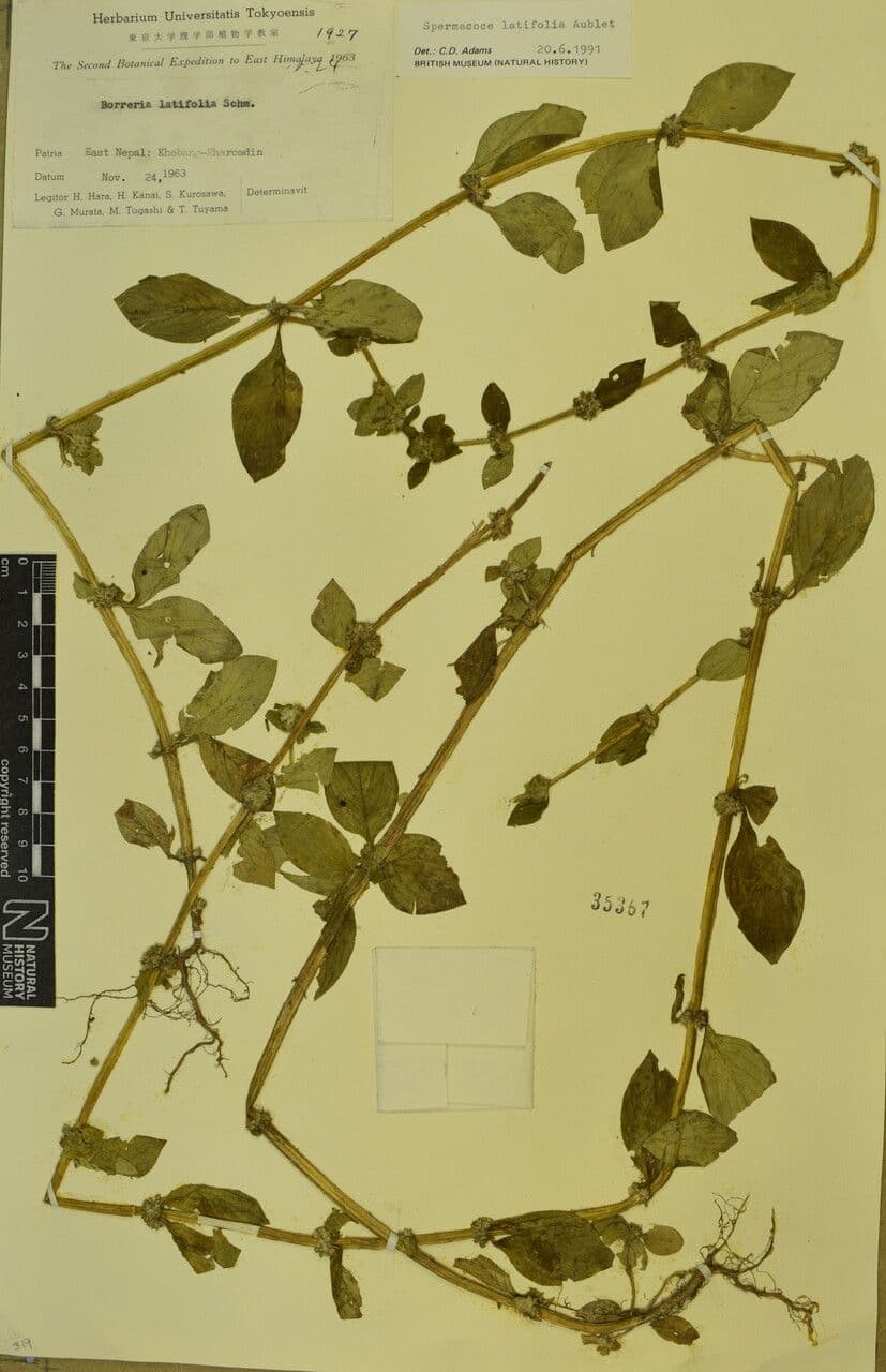 Spermacoce 9