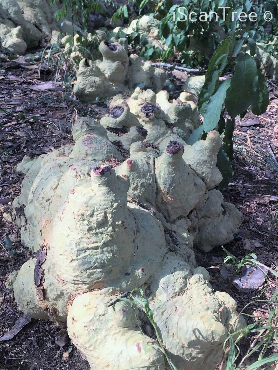 Acacia febrífuga 14