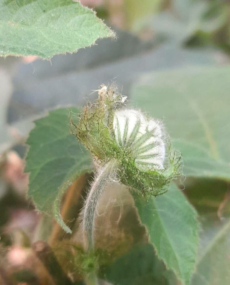 Dalechampia 7