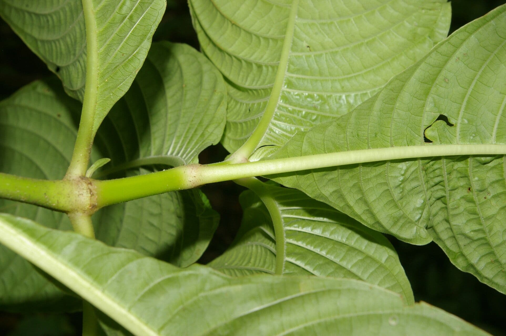Palicourea 11