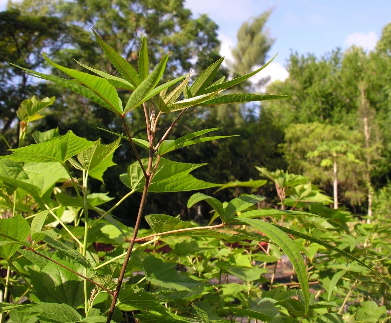 Dombeya 29