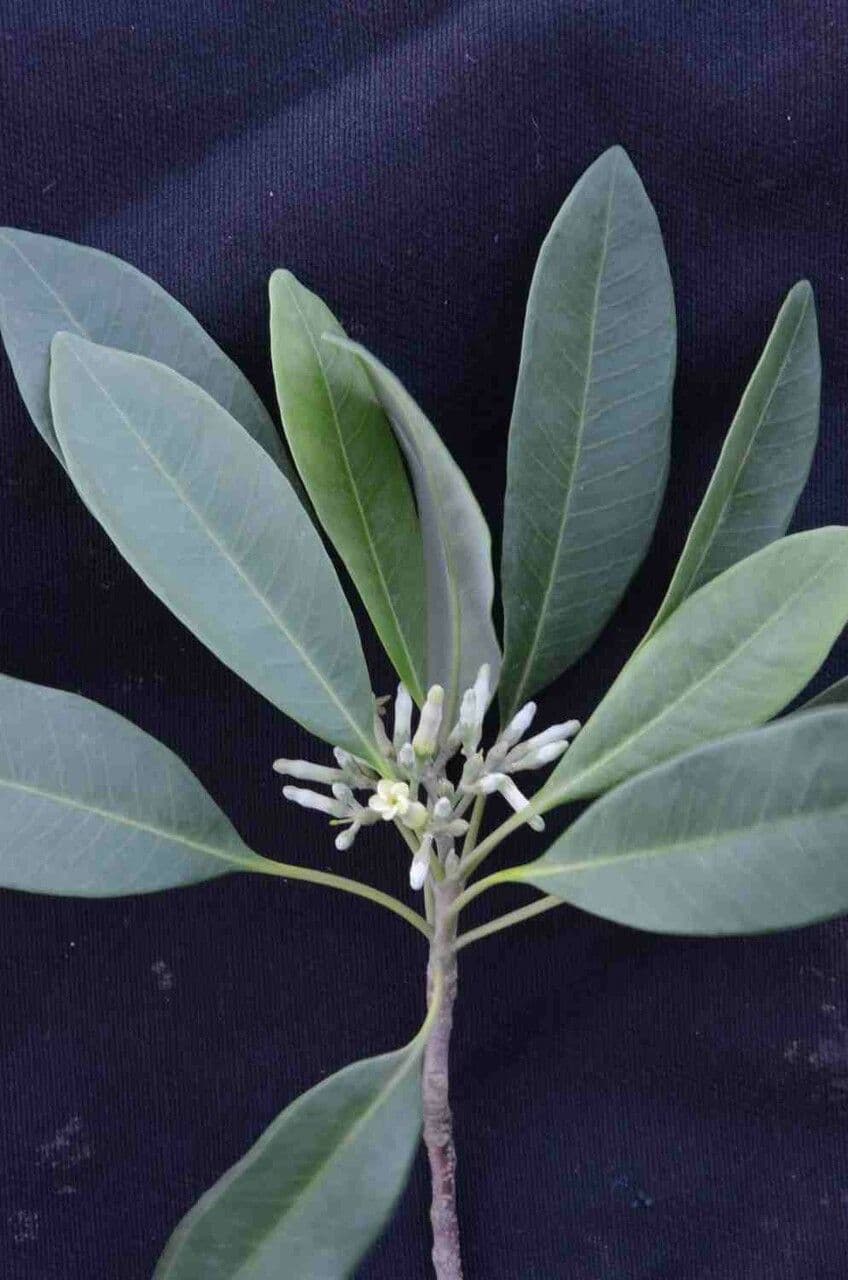 Aspidosperma australe