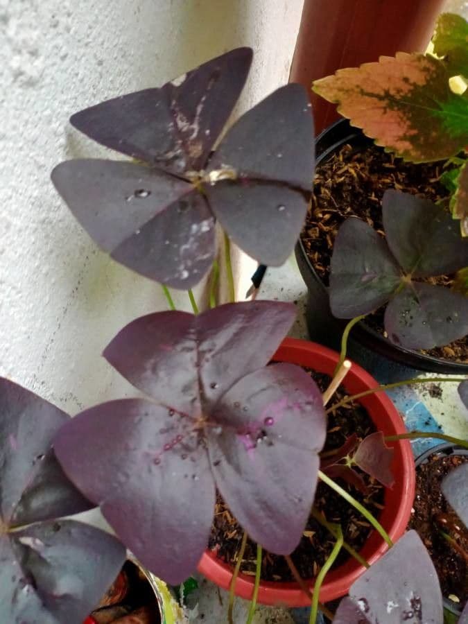Oxalis pourpre 2