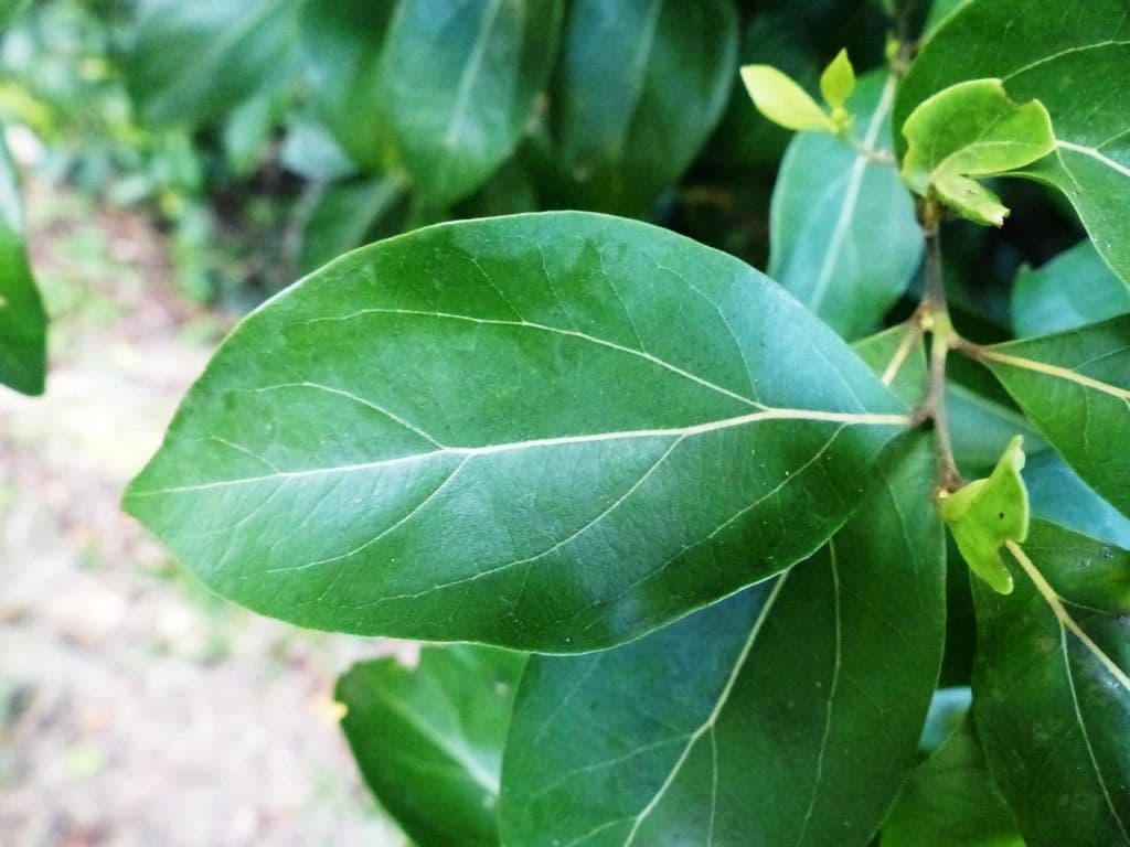 Cryptocarya di Lifou 12