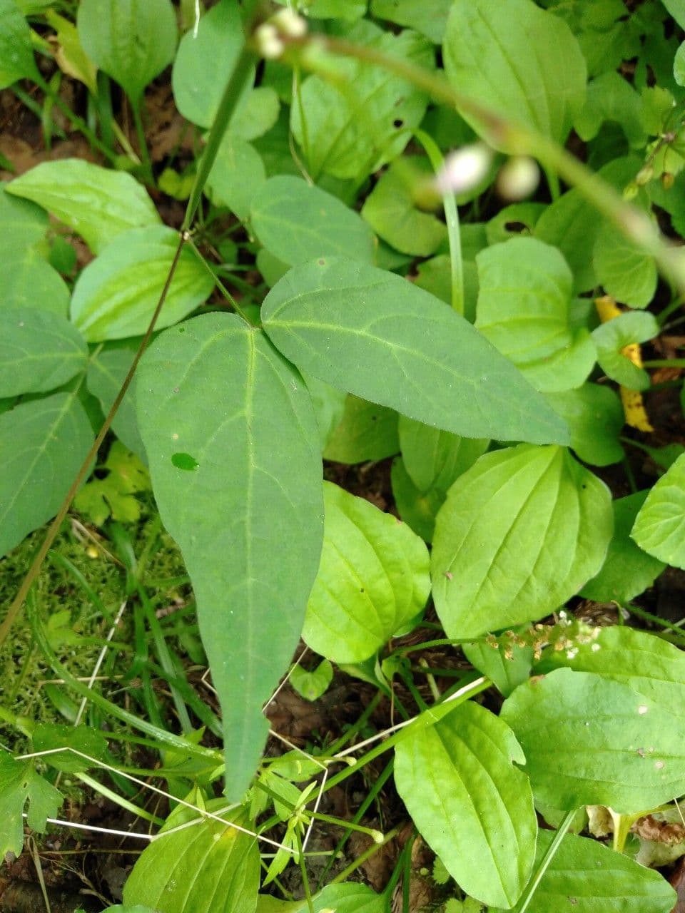 Hylodesmum 3