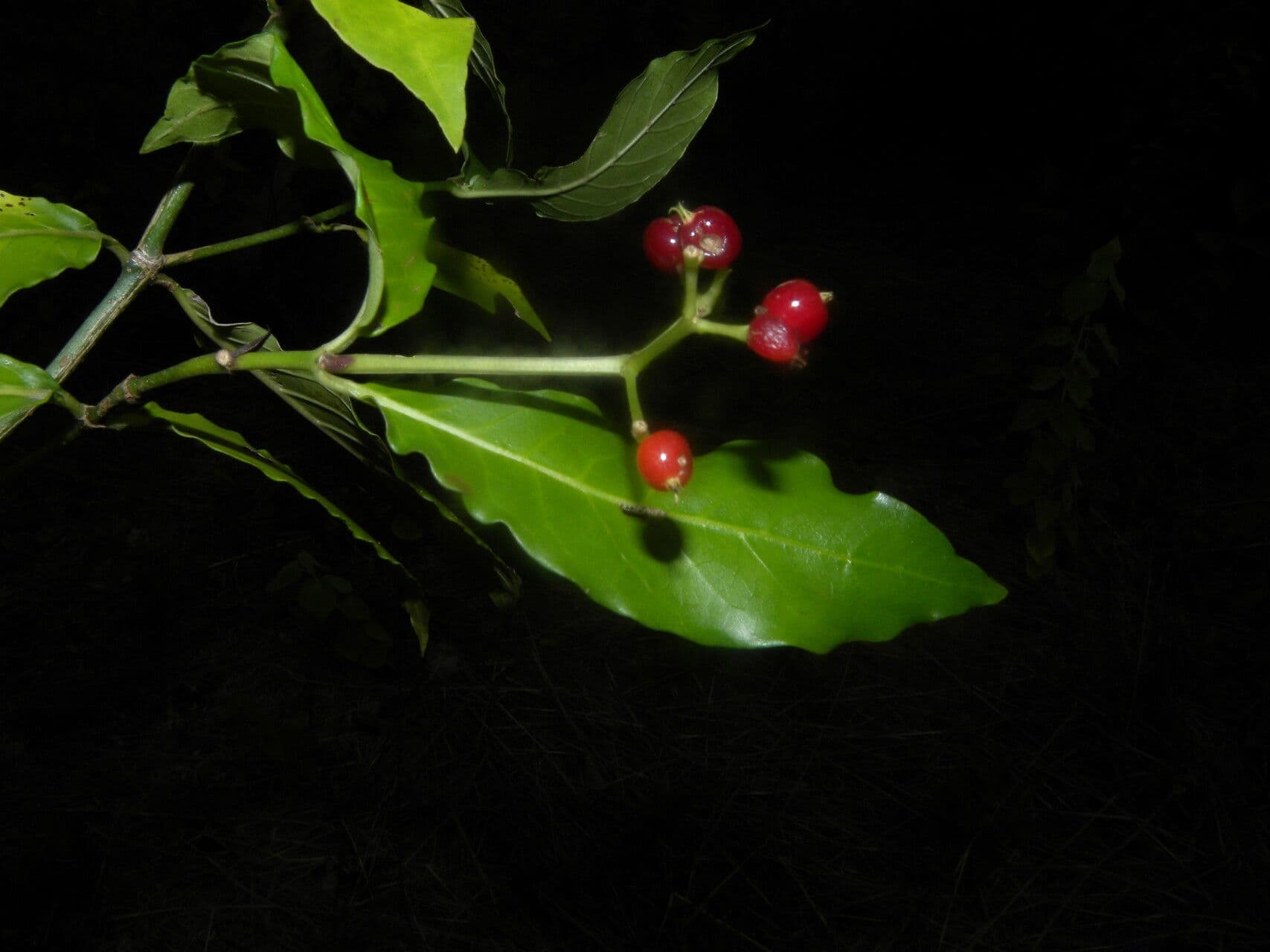Psychotria 2