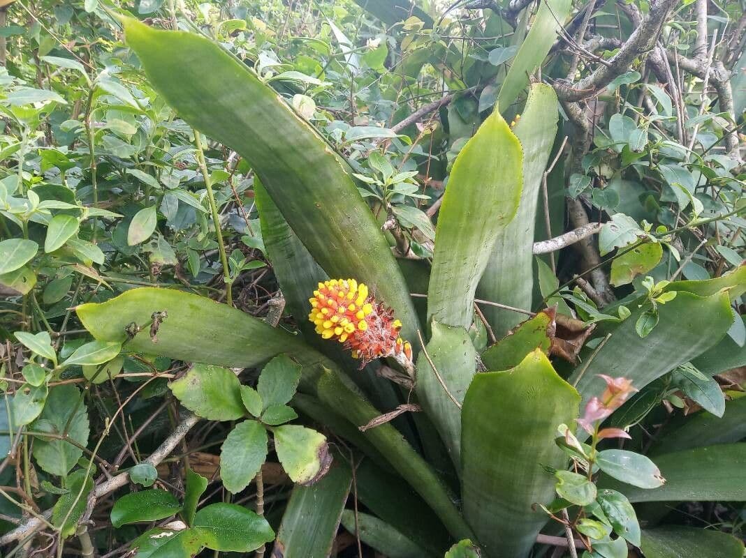 Aechmea 3