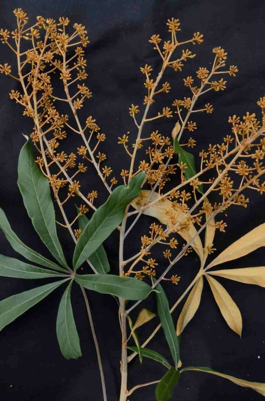 Schefflera 7