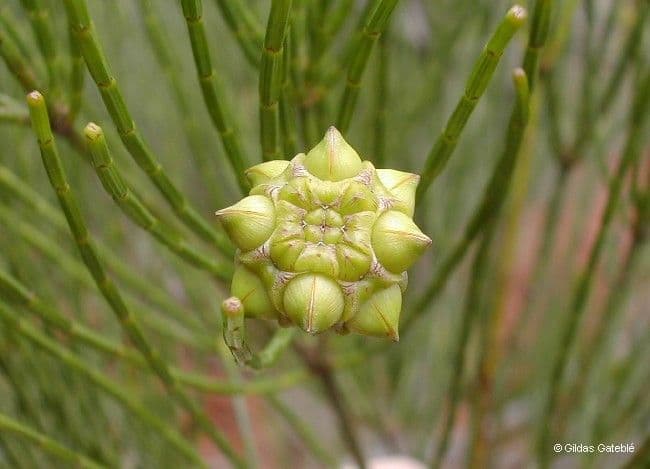 Gymnostoma