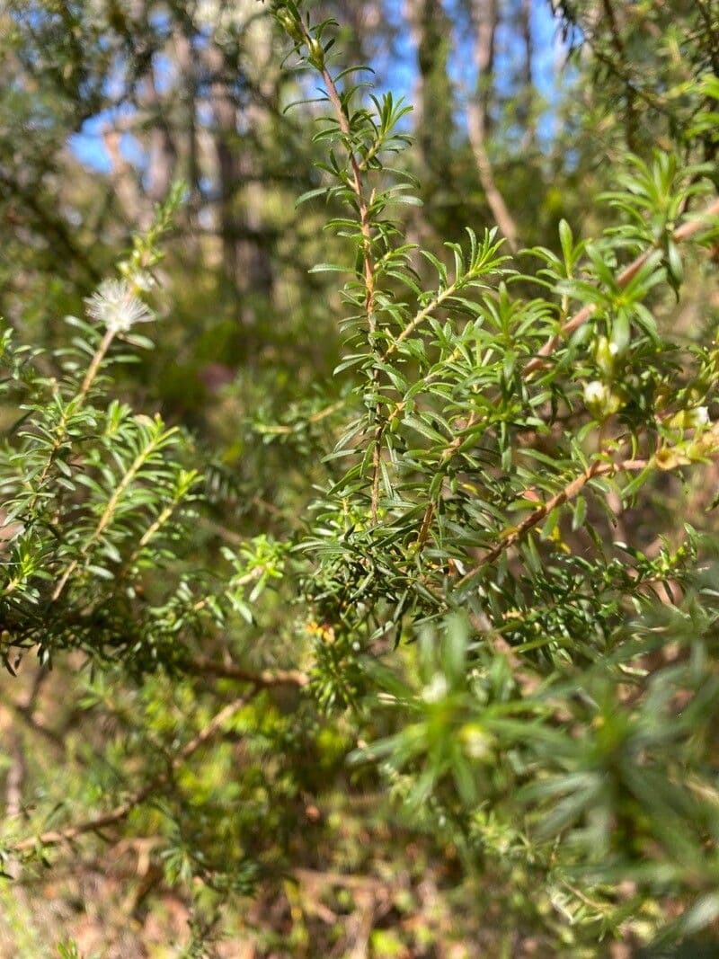 Kunzea ambigua 8