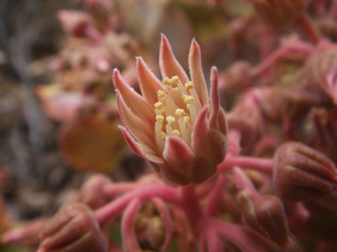 Aeonium 3