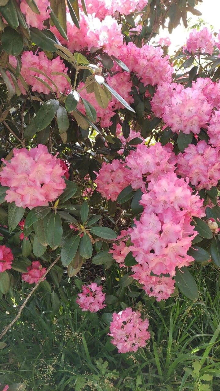 Rhododendron 9