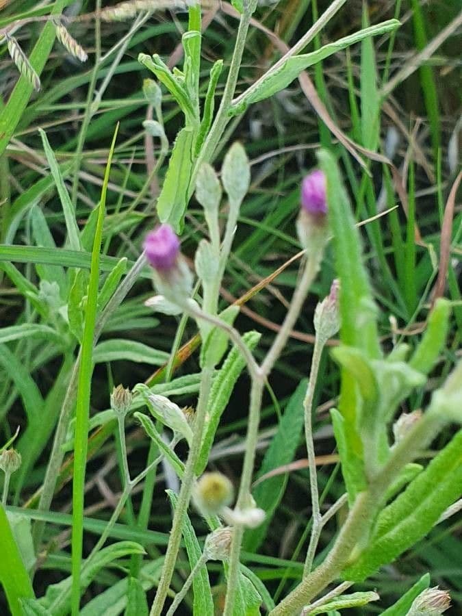 Gutenbergia Rueppella 4