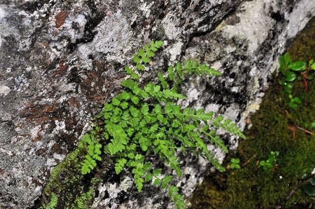 Pazoubek alpský 8