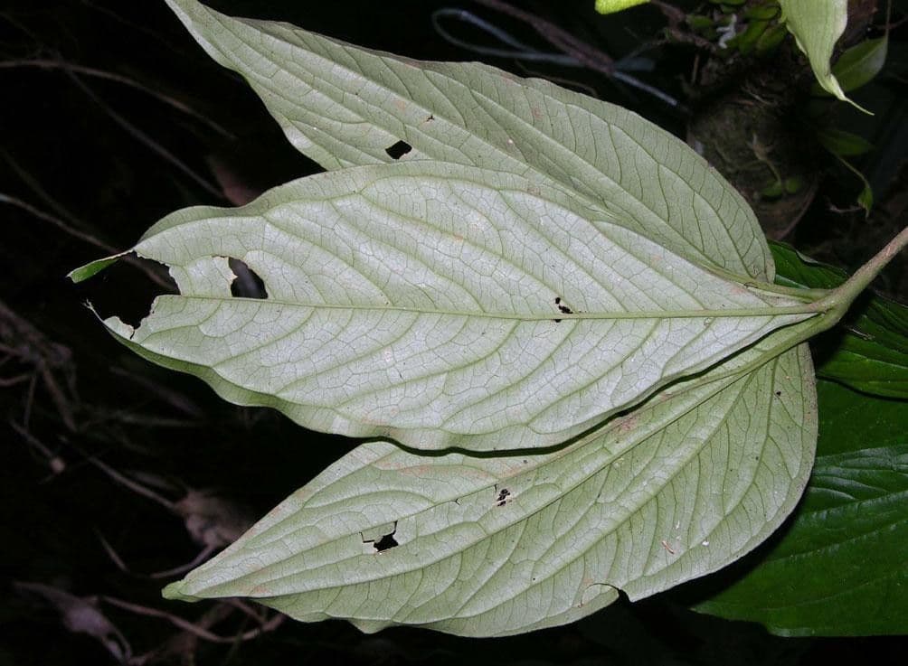 Aroidea 7