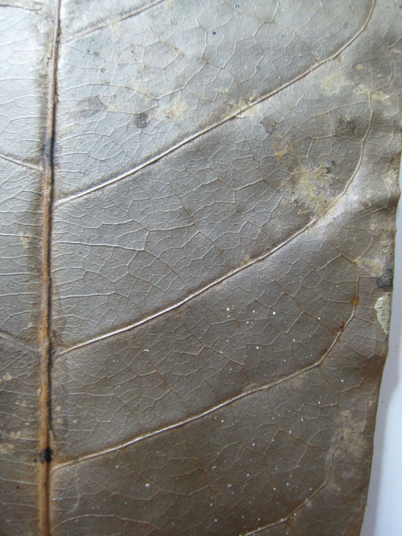 Unonopsis 13