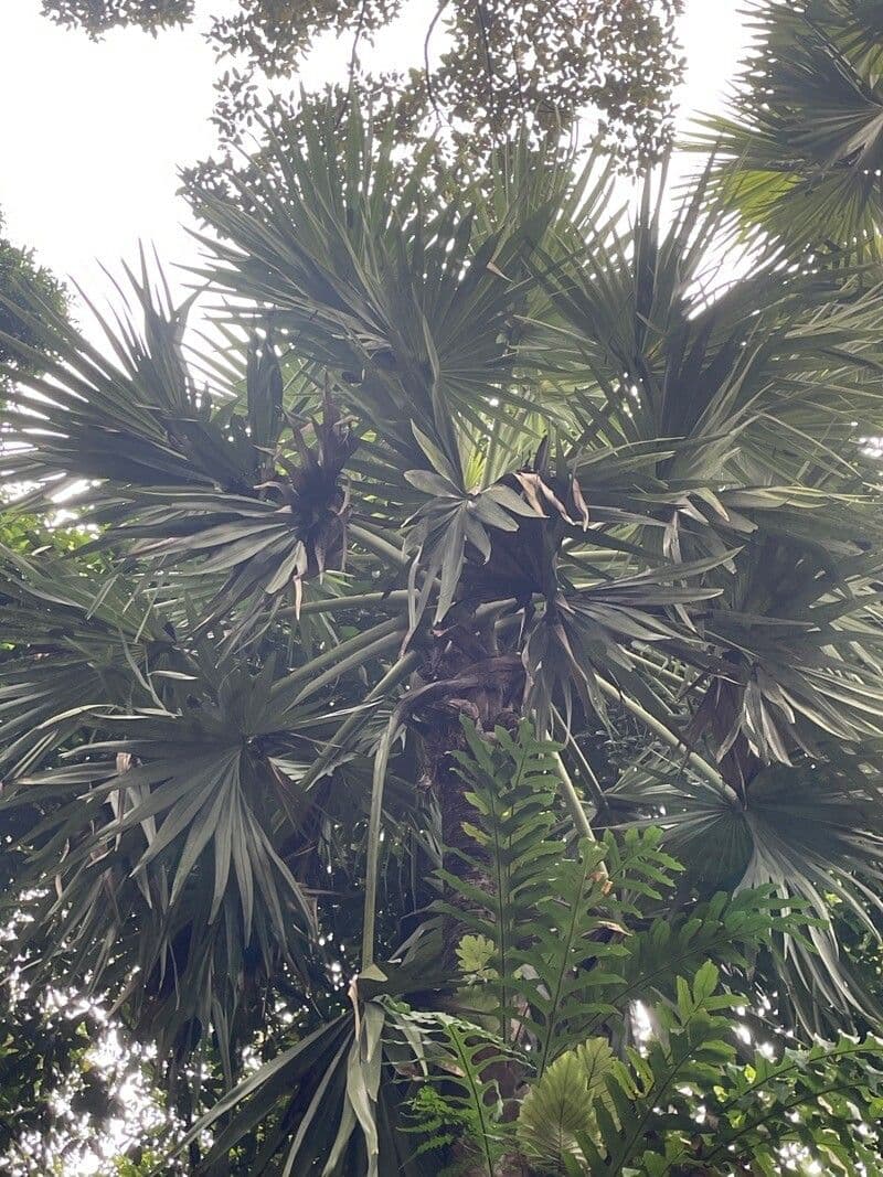 Palma cukrowa 17