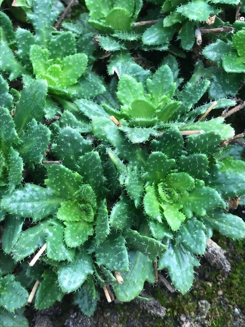 Arabis scabra 13