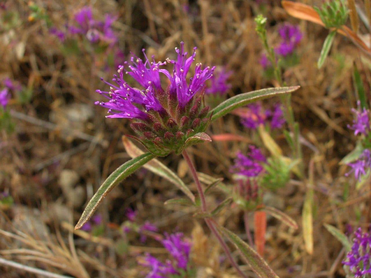 Monardella 3
