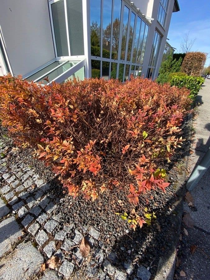 Spirea del Giappone 11