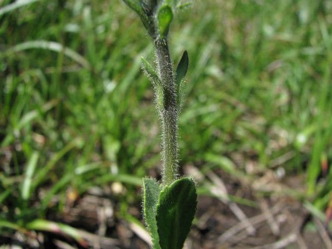 Veronica bellidioides 19